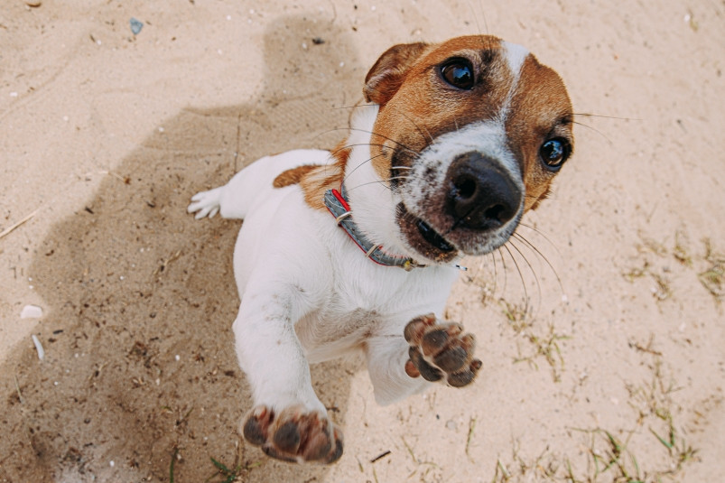 Жители Владивостока снова смогут чипировать собак по льготной цене