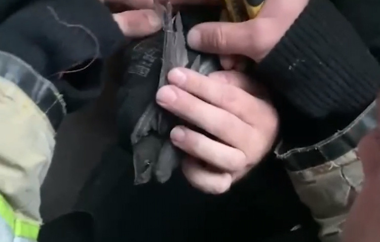 Челябинские сотрудники МЧС помогли стрижу выпутаться из лески в небе