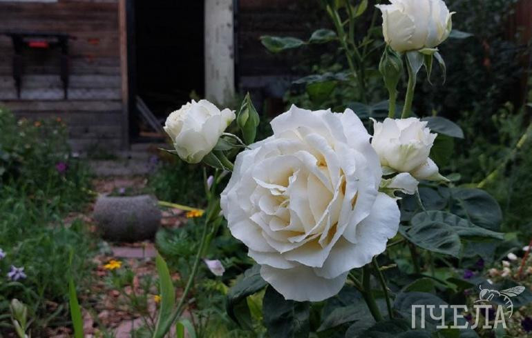 Челябинскую область на фоне +26 градусов накроют грозы и туманы