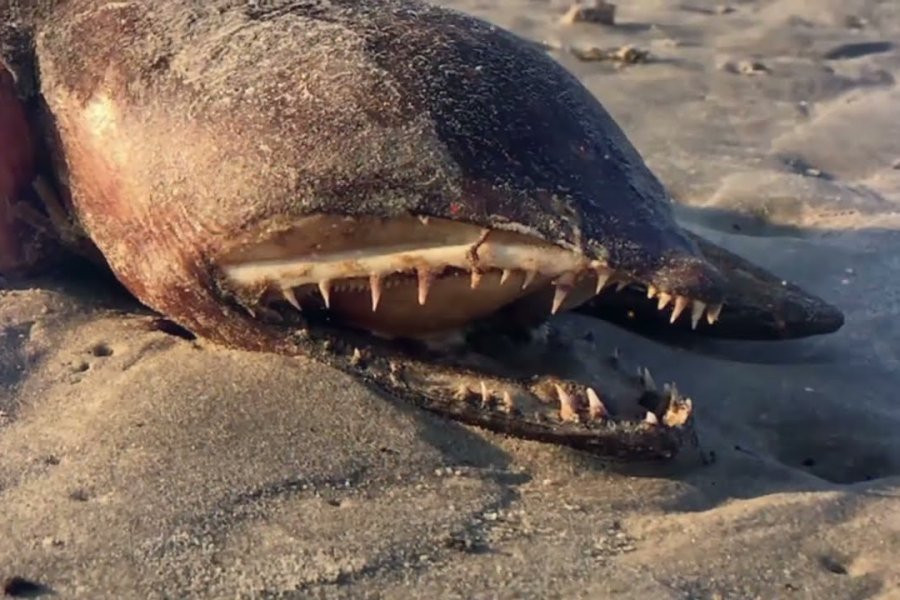 Daily Mirror: загадочное существо с острыми зубами найдено на пляже в Канаде