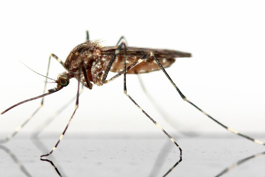 iScience: одни виды мыла привлекают, другие - отпугивают комаров