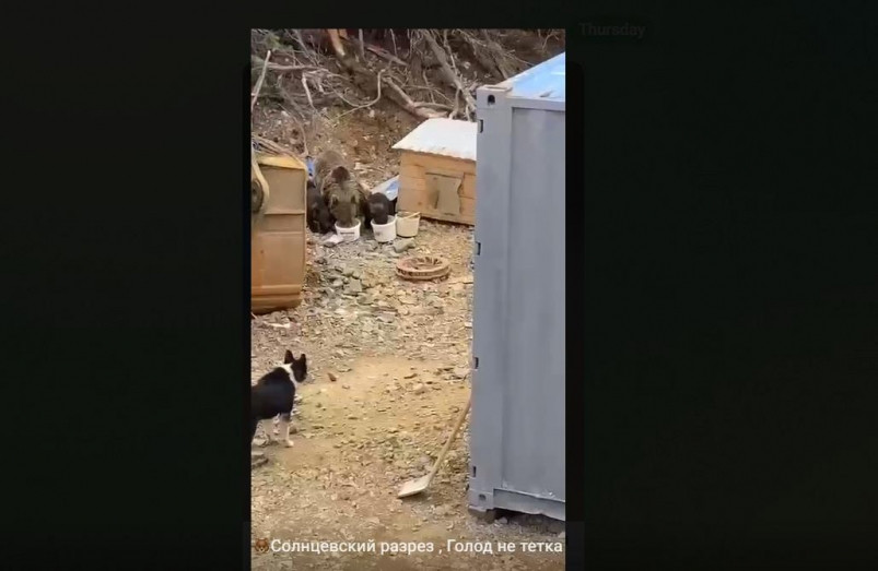 Медведица с тремя детенышами, “объевшая” сторожевых собак, не из Приморья