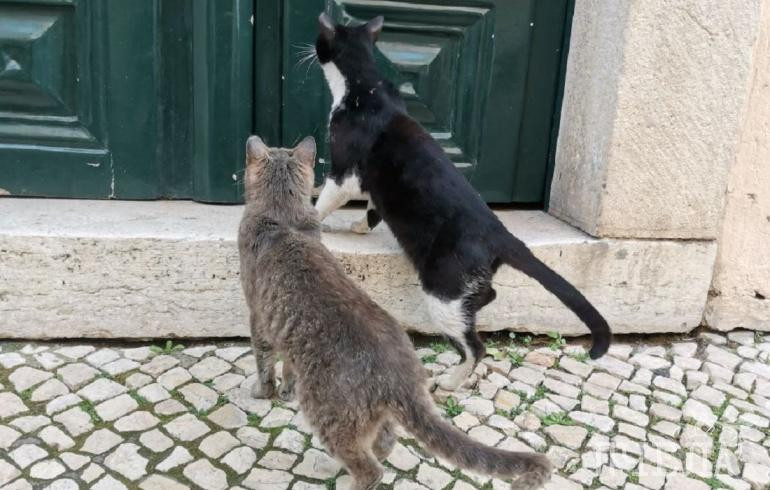 На фоне жары до +38 градусов южноуральцам дали советы, как уберечь кошек и собак от перегрева