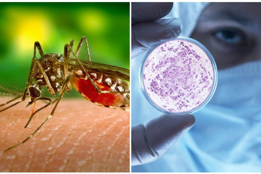 На курортах Таиланда растет число заболевших людей лихорадкой Денге