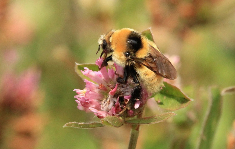 На Таганай прилетел редкий шмель из Красной книги