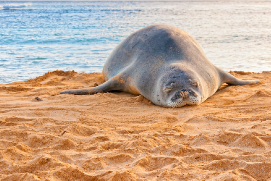 «New York Post»: в США два морских льва прогнали отдыхающих с пляжа