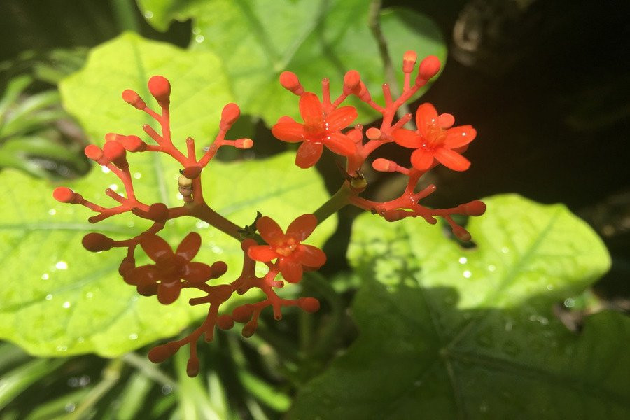 Обнаружено растение, способное ослабить алкогольную зависимость