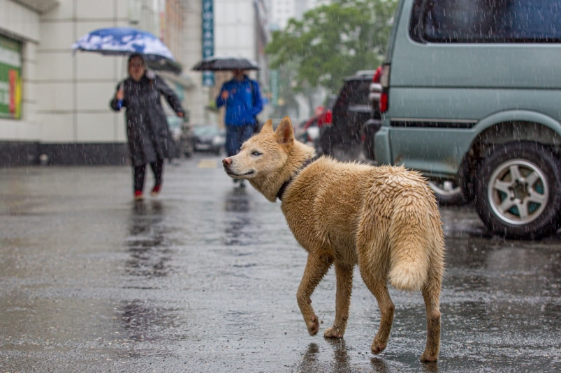 Опять дожди? Синоптики уточнили прогноз погоды на текущую неделю в Приморье