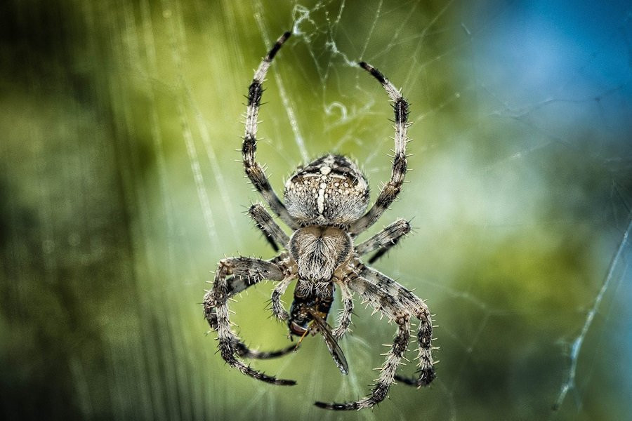 Пауки подсказали, как получить волокна, имеющие потенциал для смарт-технологий