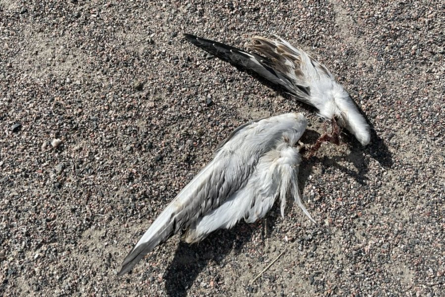 По всей Финляндии бушует птичий грипп