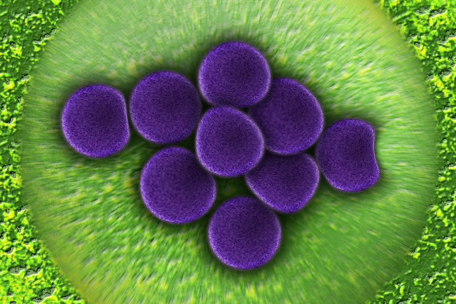 Простейшие синтетические клетки развиваются быстрее, чем естественные