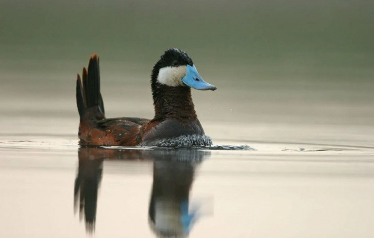 Редкой краснокнижной птице, обитающей в Челябинской области, усилят защиту