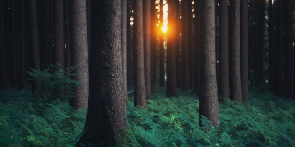 Европа требует от России восстановить экспорт древесины