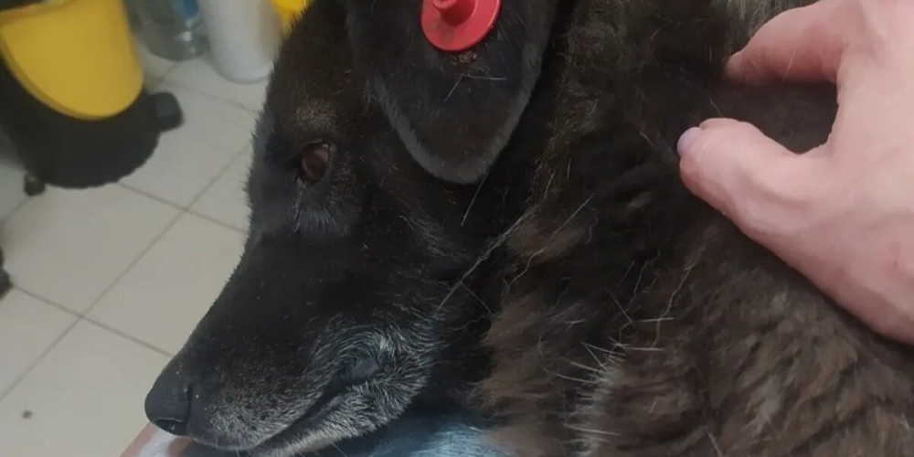 «Их рвет пеной, глаза становятся алыми» В Рязанской области мамы травят привитых бездомных собак