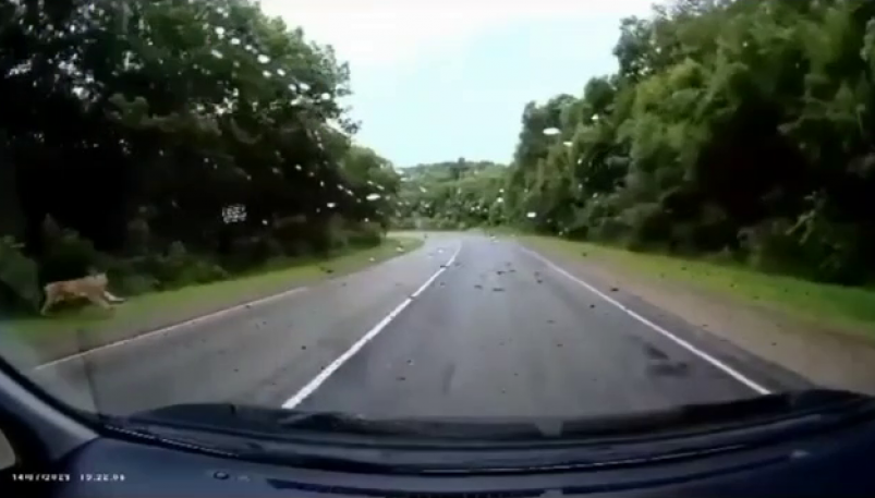 Тигр атаковал автомобиль в Приморье