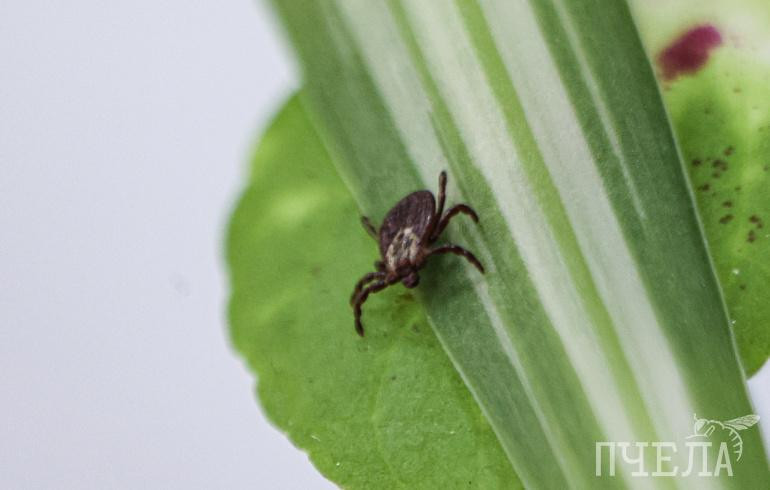 В Челябинской области 153 человека попали в больницу после укусов клещей