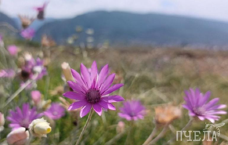 В Челябинской области зарядят дожди, а температура опустится до дневных +16 градусов