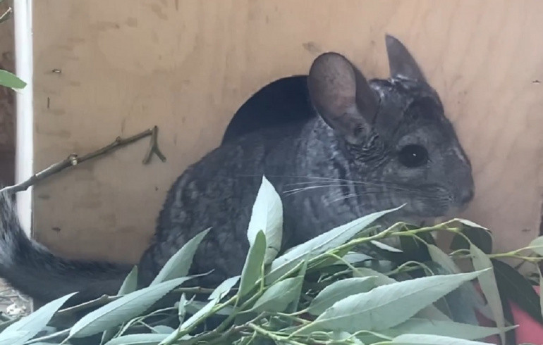 В челябинском зоопарке рассказали о зверьках, повышенная тревожность которых проходит во время еды