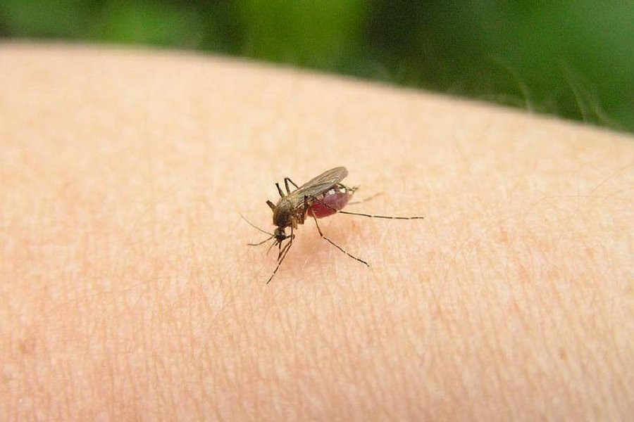 В Петрозаводске у трехлетнего ребенка развился редкий синдром от укуса комара