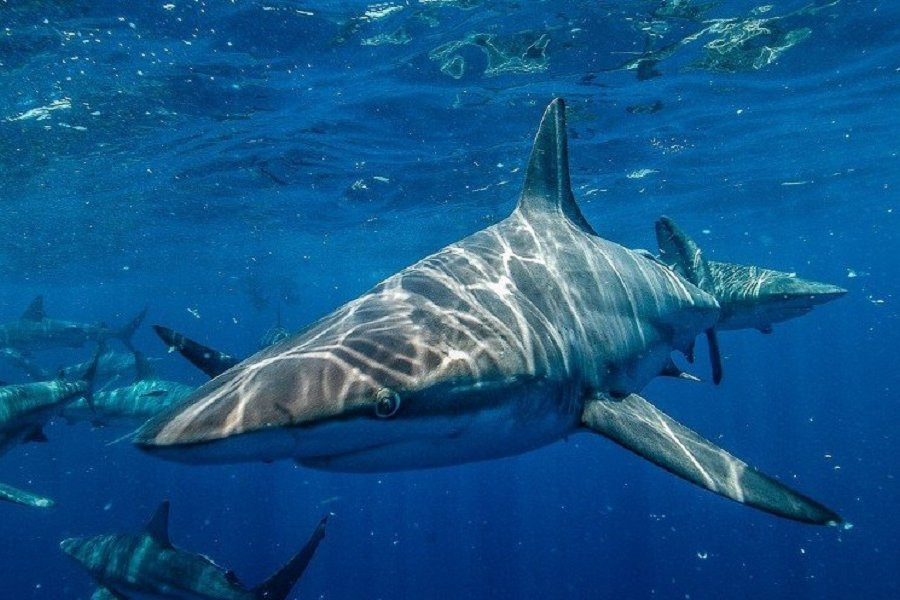 В Сети опубликовали кадры, на которых акула появилась среди туристов у берега Флориды