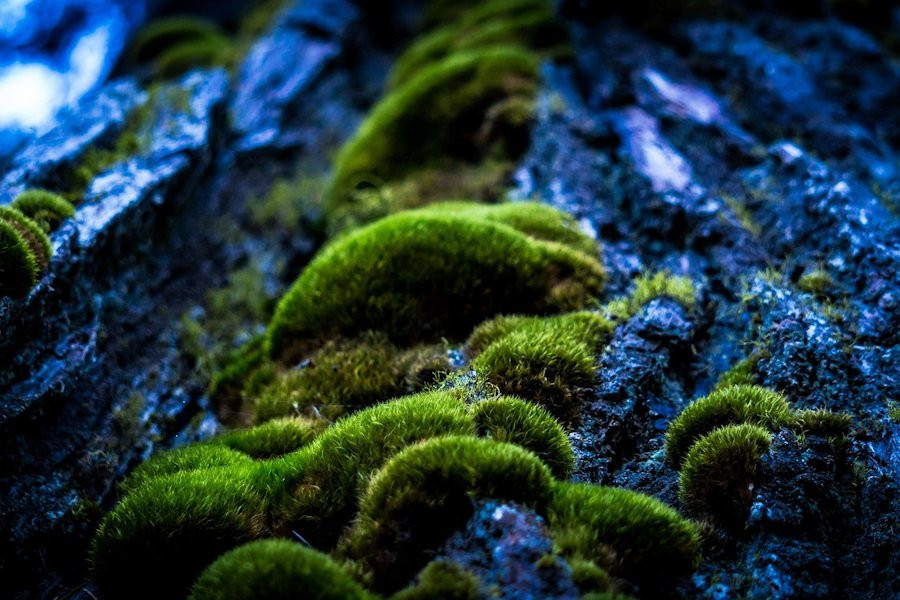 Cell: древнейший мох на Земле рискует вскоре исчезнуть из-за изменения климата