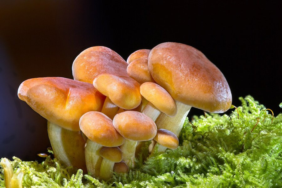 Foods: употребление 300 гр в грибов неделю снижает риск когнитивных нарушений на 50%