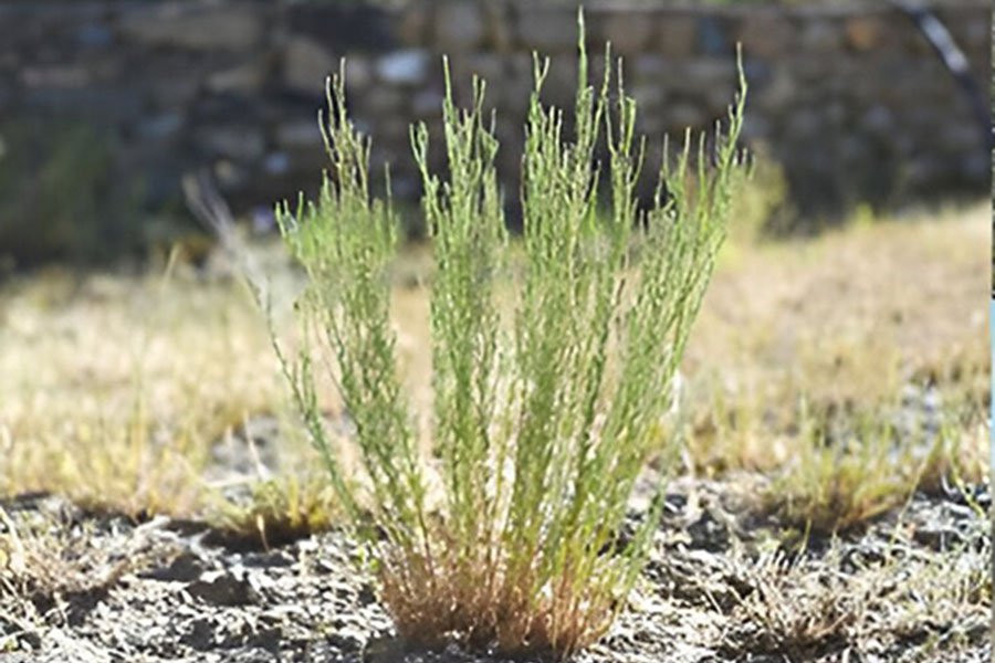 Исследователи нашли новый вид полыни в Синьцзяне