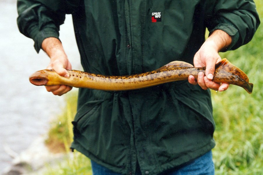 Рыбак в Британии выловил в реке страшное существо с большим количеством огромных зубов