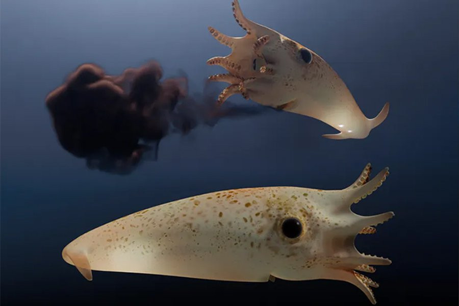 «Убегающий вампир» обитал в юрских океанах со светящимися в темноте органами