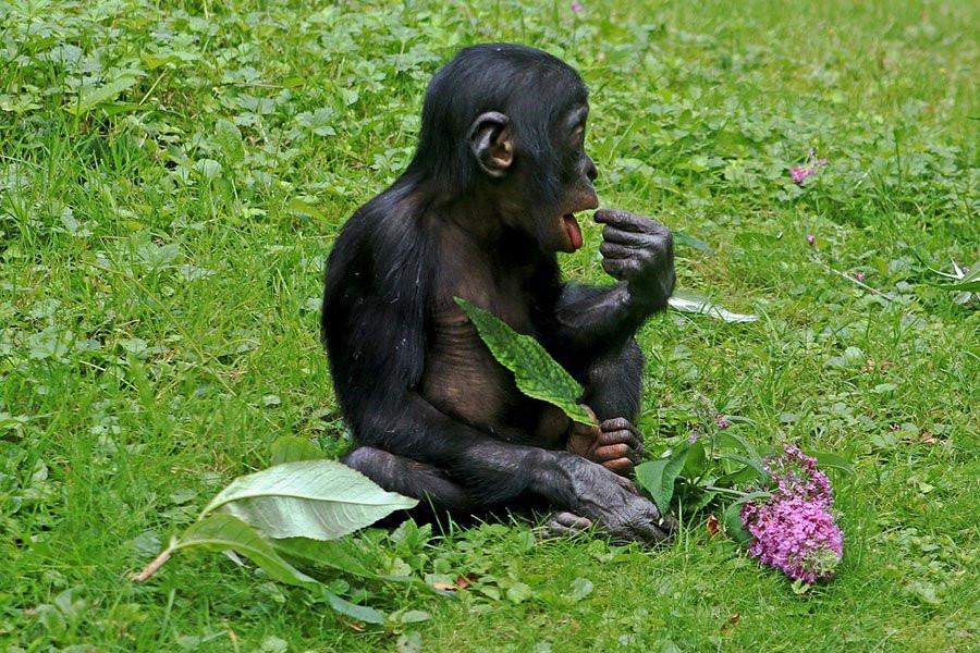 Ученые обнаружили, что бонобо растут так же, как люди