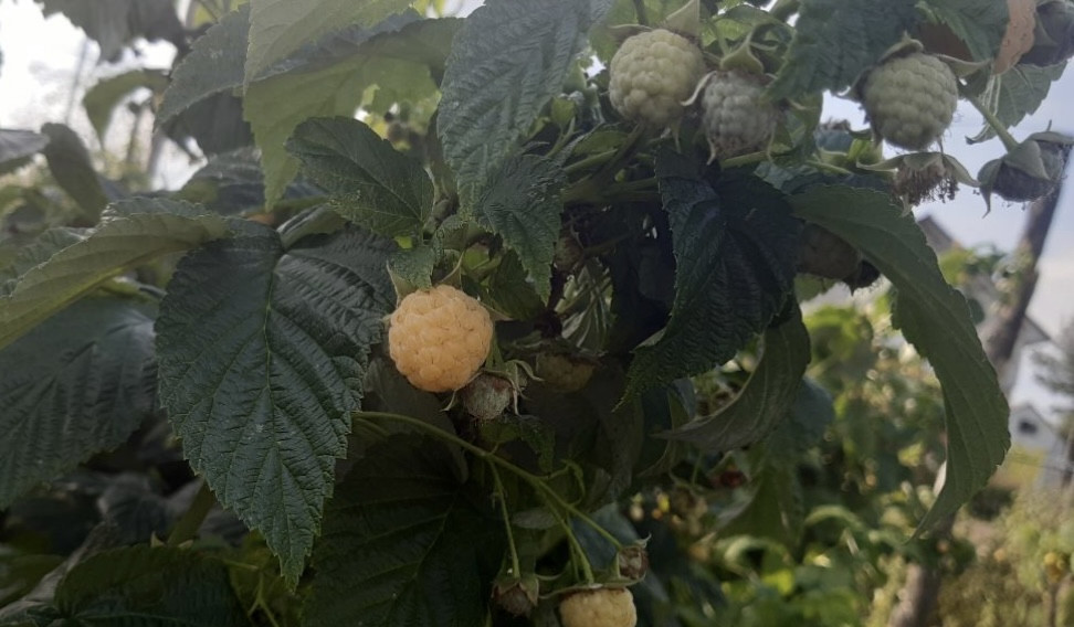 Чем подкормить малину в сентябре и октябре: простые секреты для обильного урожая