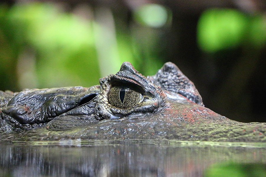 Current Biology: предки крокодилов старели медленно