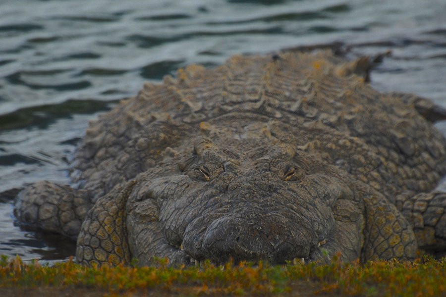 Грозные крокодилы-тесаки когда-то обитали в Центральной Австралии
