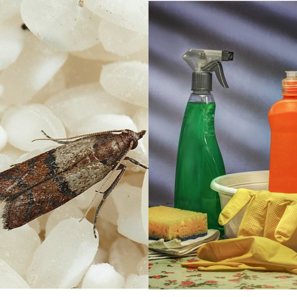 Хозяйки назвали лучшее средство от пищевой моли: навсегда улетит