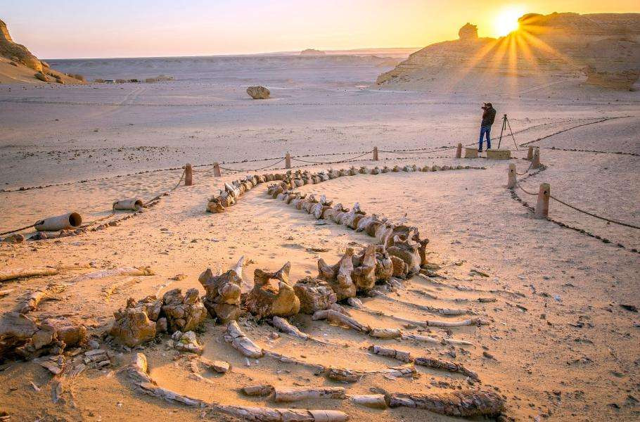 Крупнейшее местонахождение окаменелостей доисторических китов находится посреди египетской пустыни