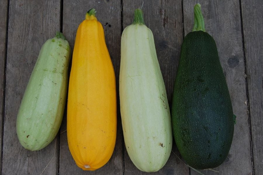 Специалисты раскрыли полезные свойства кабачков