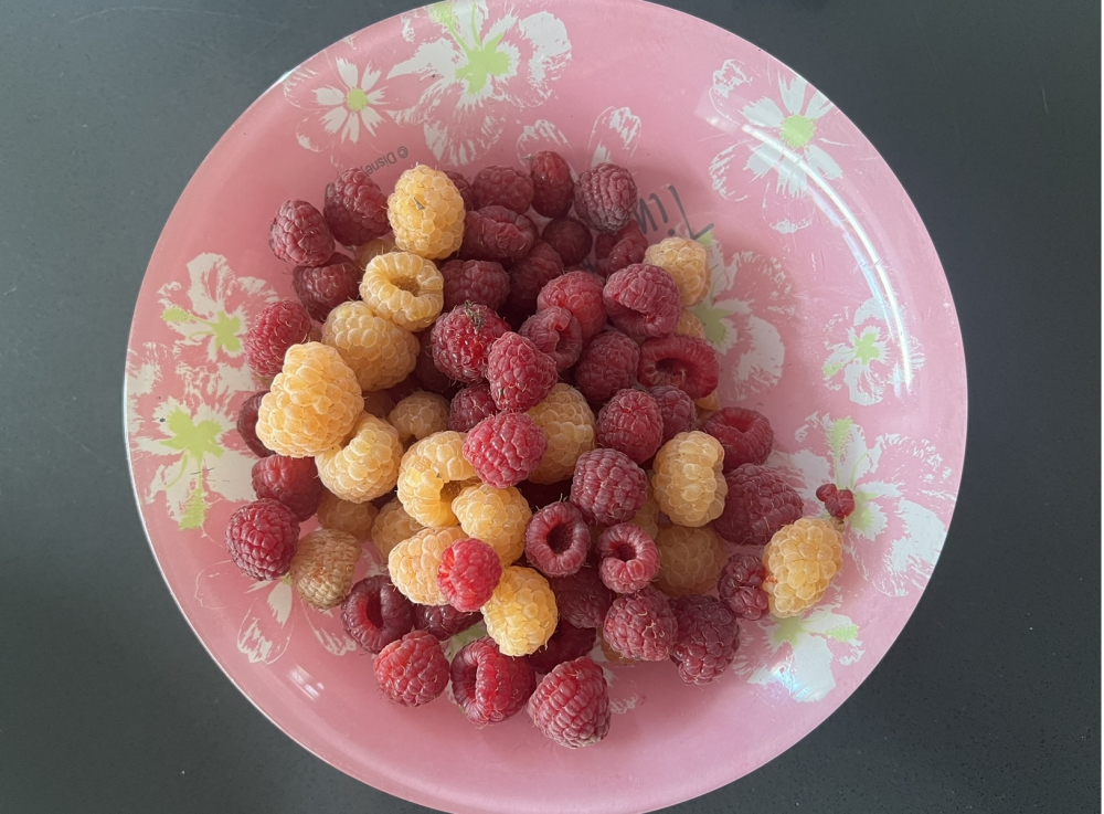 3 важных дела по уходу за малиной: успейте до конца сентября