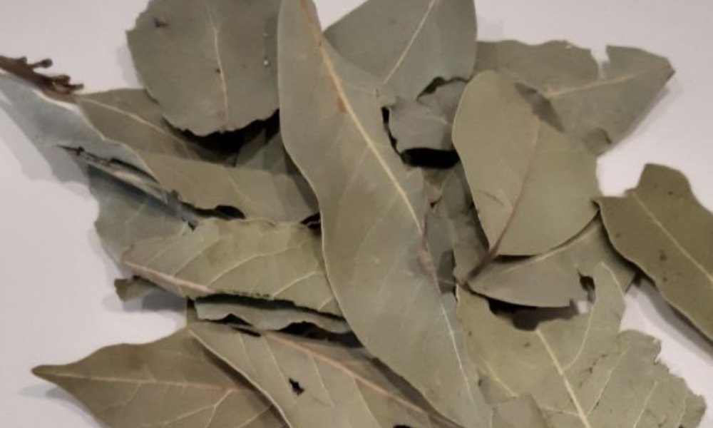 Эти растения отпугивают тараканов: поставьте их дома, и насекомые уйдут