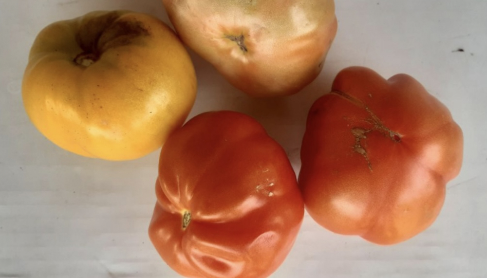 Как приготовить домашний кетчуп: получится вкуснее магазинного