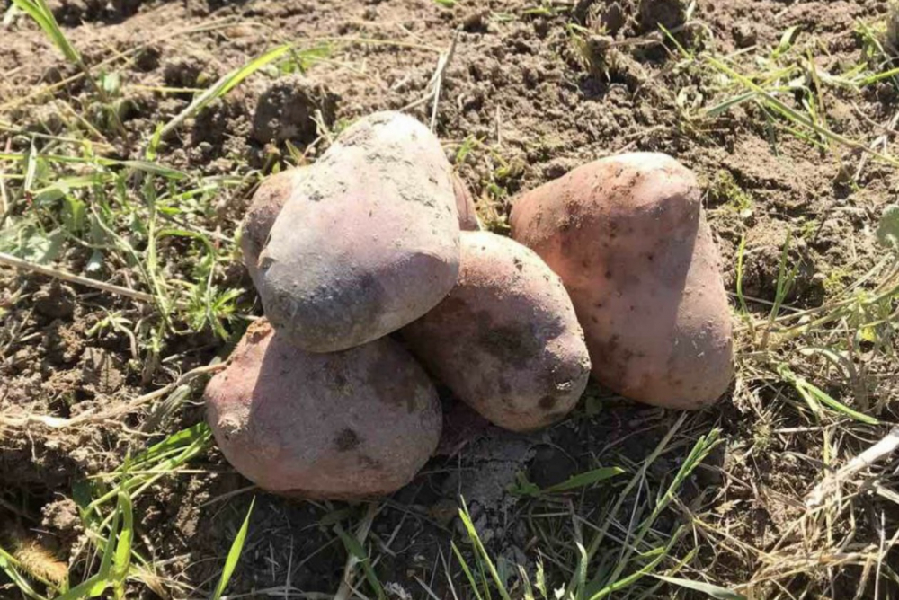 Почему нет урожая картошки: не забудьте в 2024 году про грубые ошибки, которые допустили в 2023