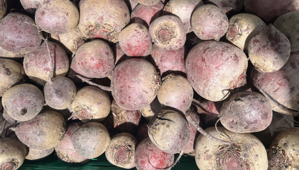 В сентябре свекла еще мелкая и корнеплоды плохо наливаются: как собрать крупный урожай