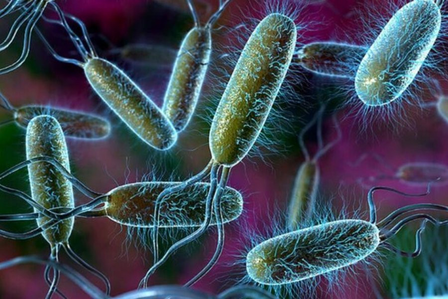 Ученые из Великобритании развенчали мифы о микробах, живущих в кишечнике человека