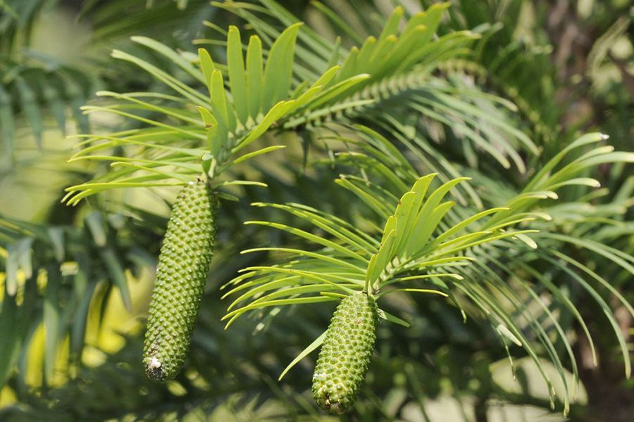 Ученые раскрыли тайну «живого ископаемого» дерева, застывшего во времени на 66 миллионов лет