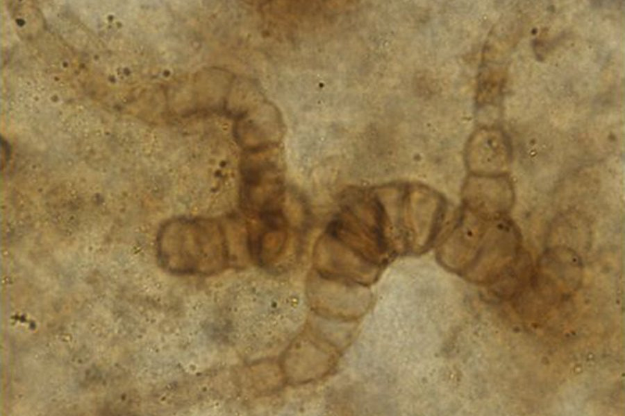 Ученые рассказали о древнем организме, который выполз на сушу более 400 миллионов лет назад