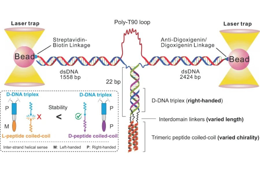 Биохимики получили первые соединения на пути создания «живых» вакцин