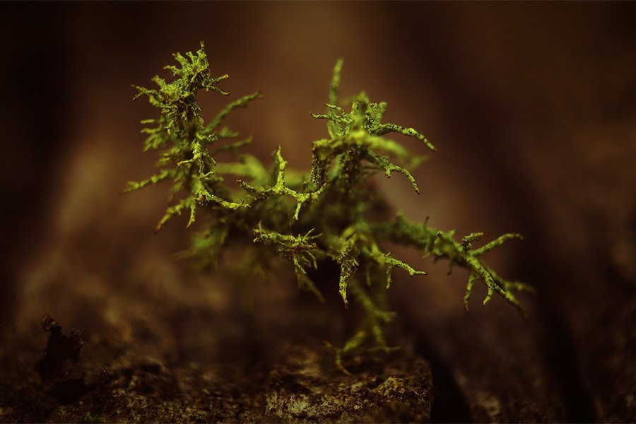 Чужеродные растения мигрируют на север по мере прогрессирования изменения климата