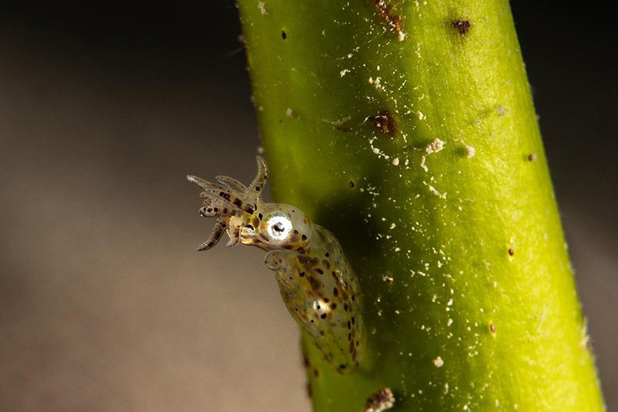 Два новых карликовых кальмара обнаружены среди кораллов Японии