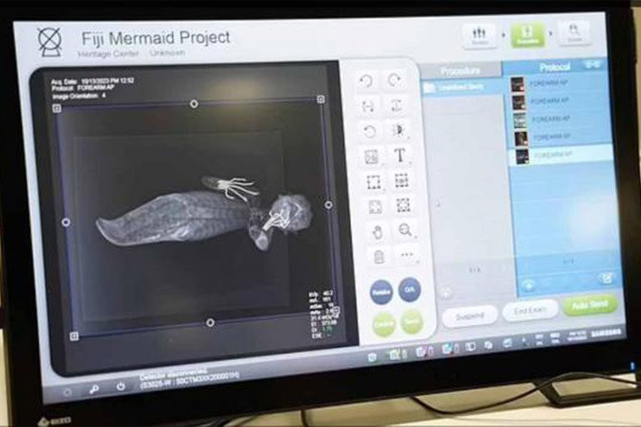 Фиджийская русалка оказалась чучелом, сшитым из обезьяны, рыбы и рептилии