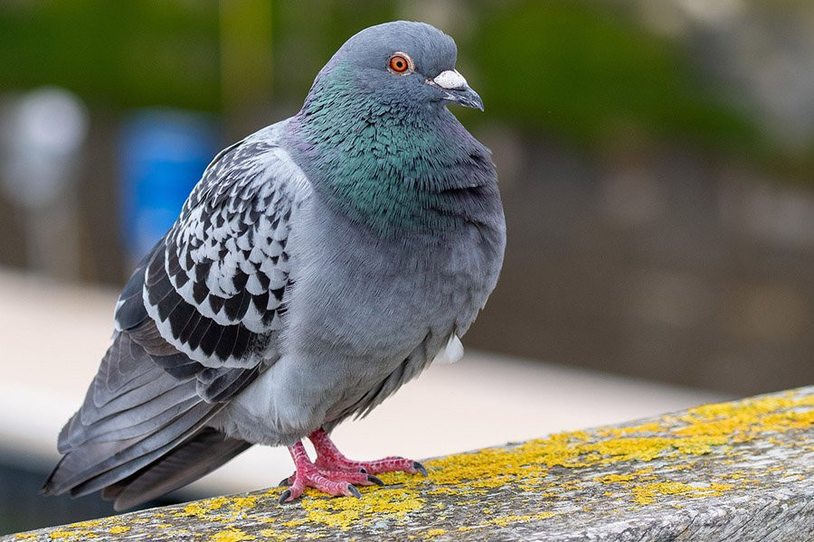 Голуби для решения задач используют те же принципы, что и ИИ