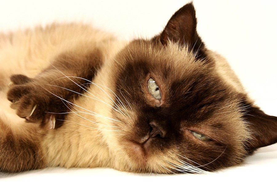 Кошки достигли вершины своей эволюции, утверждают биологи-эволюционисты